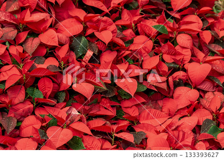 一簇紅色的聖誕紅（日文名：Shojouboku） 133393627