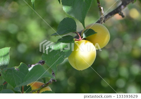 未成熟的柿子（埼玉縣東秩父村） 133393629