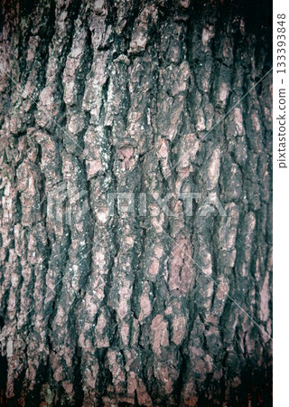 Close-up of a tree trunk 3 Close-up of a tree trunk 3 133393848