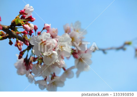 Close-up of blue sky and cherry blossoms 2 Close-up of blue sky and cherry blossoms 2 133393850