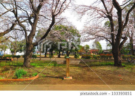 公園裡櫻花盛開 1 公園裡櫻花盛開 1 133393851