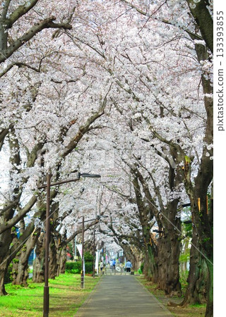 Cherry blossom arch walkway scenery 3 Cherry blossom arch walkway scenery 3 133393855