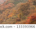 A train plays hide-and-seek in the autumn-covered mountains 133393966