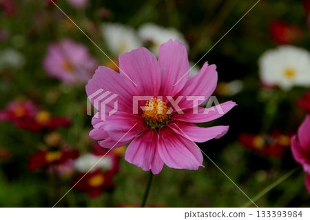 粉色波斯菊盛開在秋天的原野 133393984