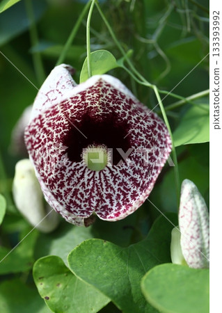 Aristolochia littoralis flower 133393992