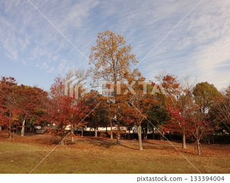 神戶市西區聖心中央公園，秋葉美景 133394004