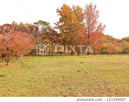 Seishin Central Park, Nishi Ward, Kobe City, park, some autumn leaves 133394007