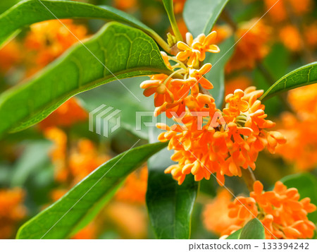 鮮豔的朱紅色桂花 133394242