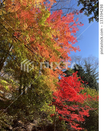 日本秋葉美景 日本秋葉美景 133394298