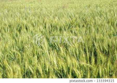 Field of wheat Field of wheat 133394315