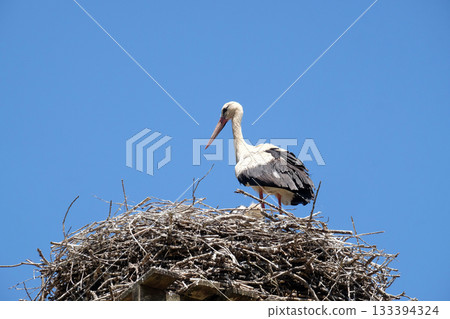 White Stork and nest on top of refurbished wooden houses in Eropean stork village Cigoc, Croatia White Stork and nest on top of refurbished wooden houses in Eropean stork village Cigoc, Croatia 133394324