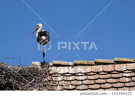 White Stork and nest on top of refurbished wooden houses in Eropean stork village Cigoc, Croatia White Stork and nest on top of refurbished wooden houses in Eropean stork village Cigoc, Croatia 133394325