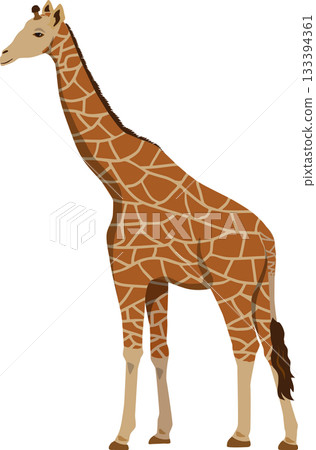 Giraffe  133394361