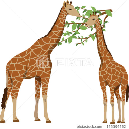 giraffe eating leaves 133394362