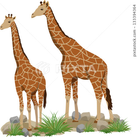 Two giraffes with background 133394364
