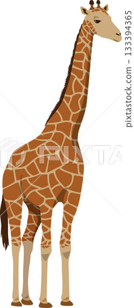 向右的長頸鹿 133394365