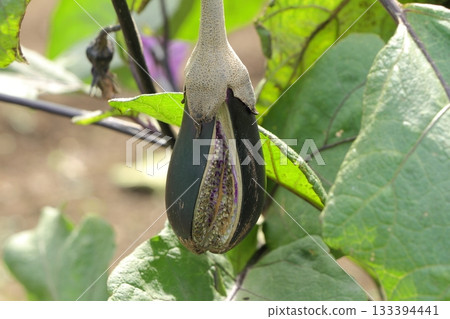 Eggplants ripening in a field in late autumn Eggplants ripening in a field in late autumn 133394441