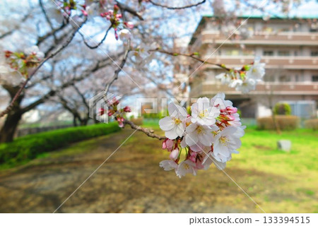 公園裡盛開的櫻花特寫 1 133394515