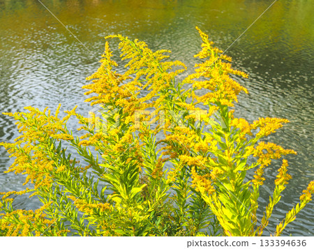 Goldenrod blooming on the bank 133394636