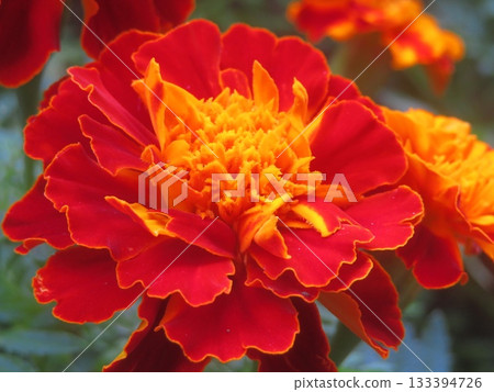 Marigold  133394726