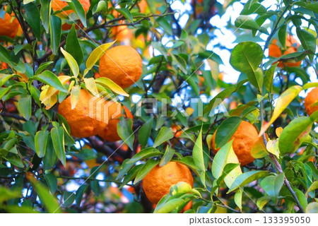 Scenery of a yuzu tree with lots of fruit 1 133395050