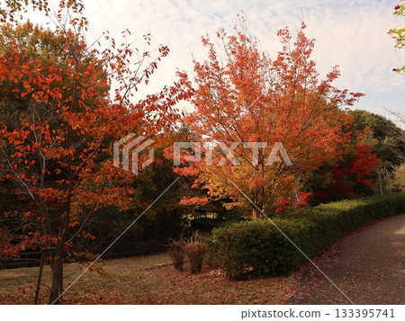 神戶市西區聖心中央公園，秋葉美景 133395741