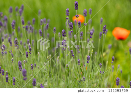 Blooming Lavender Stems with Soft Green Background Blooming Lavender Stems with Soft Green Background 133395769
