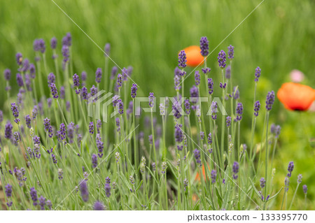 Lavender Flowers in Bloom with Poppy Blur in Background 133395770