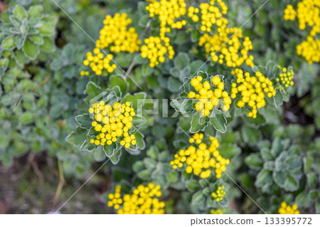 Sea daisy, yellow, autumn, November, Kanagawa Prefecture 133395772