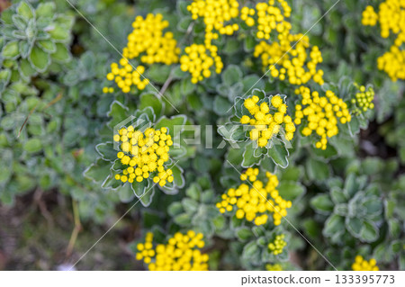 海菊，黃色，秋季，十一月，神奈川縣 133395773