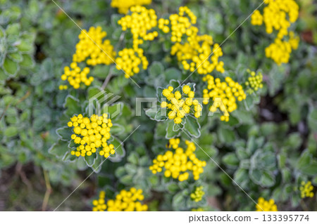 海菊，黃色，秋季，十一月，神奈川縣 133395774
