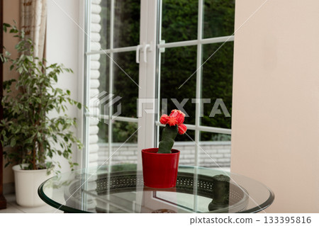 Flowering cactus. Cactus on the table. Red Cactus in Pot on Glass Table Indoor Plant and Gift Idea for Women Flowering cactus. Cactus on the table. Red Cactus in Pot on Glass Table Indoor Plant and Gift Idea for Women 133395816