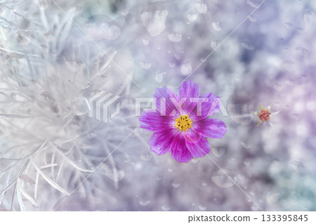 Cosmos and water drops Cosmos and water drops 133395845