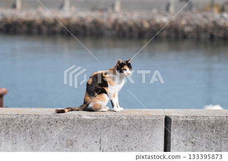 坐在河岸邊的印花布貓 133395873