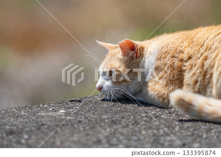 一隻可愛的流浪貓躺著休息 133395874
