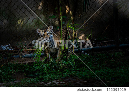 泰國清邁虎王國的老虎 133395929