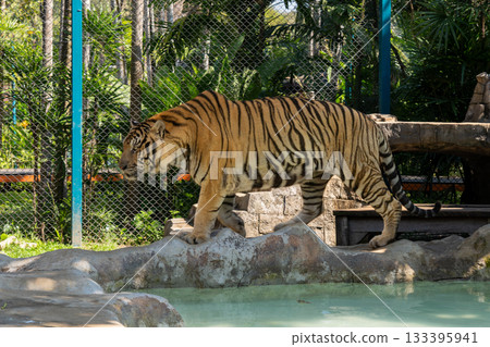Tigers at Tiger Kingdom in Chiang Mai, Thailand Tigers at Tiger Kingdom in Chiang Mai, Thailand 133395941