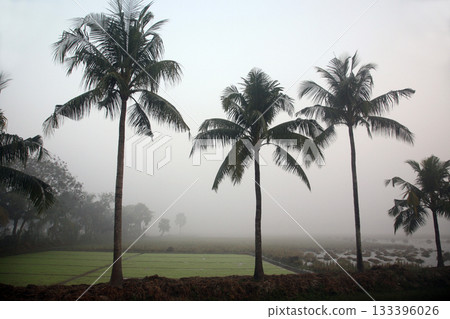 Misty morning in the Bengal countryside in Sundarbans jungle area, West Bengal, India 133396026