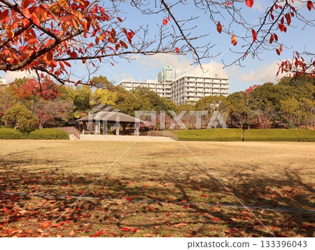 Seishin Central Park, Nishi Ward, Kobe City, park, some autumn leaves 133396043