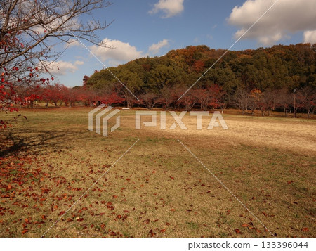 神戶市西區聖心中央公園，秋葉美景 133396044