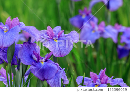 Iris flowers blooming in full bloom at Nishiki Onuma Iris Garden in Tomakomai, Hokkaido [July] 133396059