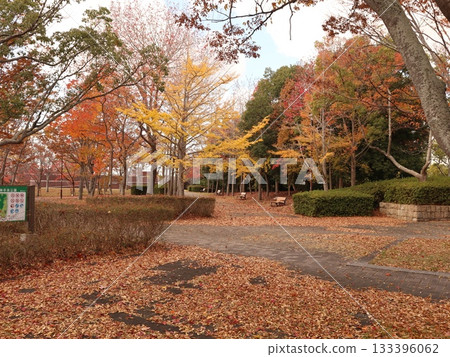 Seishin Central Park, Nishi Ward, Kobe City, park, some autumn leaves 133396062