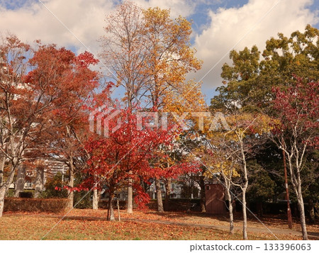 神戶市西區聖心中央公園，秋葉美景 133396063