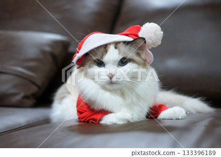 Cute Ragdoll cat in a Christmas costume. 133396189