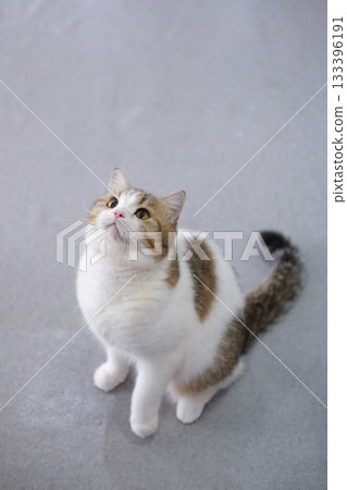 Brown tabby and white British Shorthair cat standing on the floor, looking up 133396191