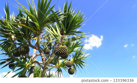 Ginowan Seaside Park, Okinawa Prefecture 133396336