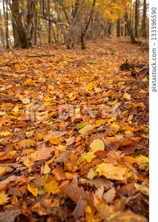 漫步在美麗的秋日森林中 漫步在美麗的秋日森林中 133396590