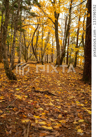漫步在美麗的秋日森林中 133396592