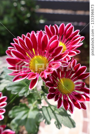 紅色噴霧菊花 133396673