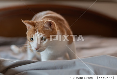 A cat staring with curiosity - brown tabby and white A cat staring with curiosity - brown tabby and white 133396871